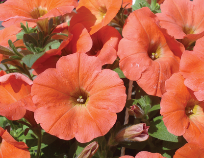 Orange Red flower seeds