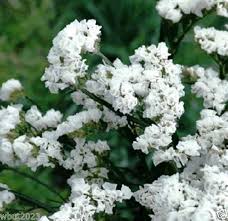 Dried White Statice Flowers for Arrangements