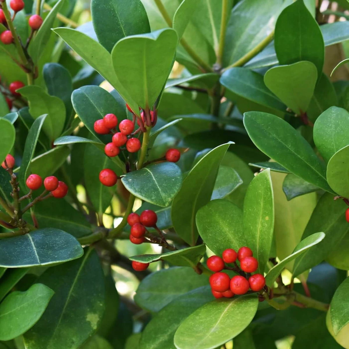 Ground Cover Wintergreen plant