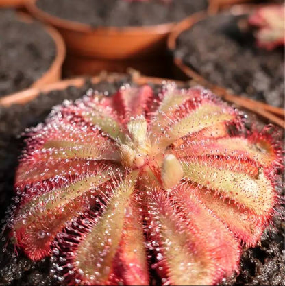 Alice Sundew plant