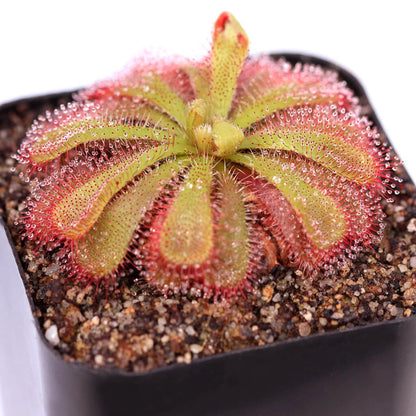 Alice Sundew plant