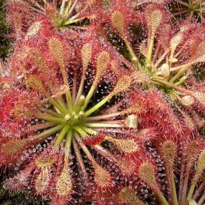 Drosera Carnivorous Sundew plant