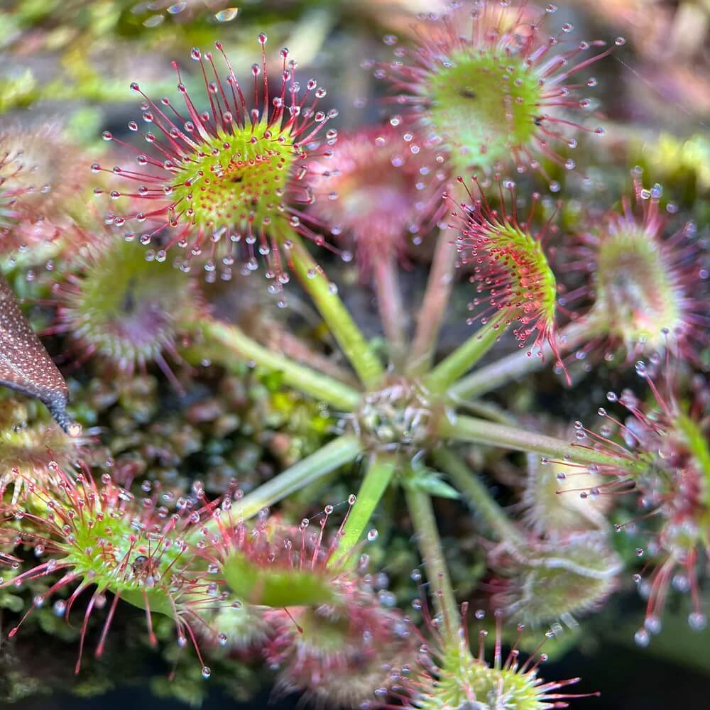 Round-Leaved Sundew plant