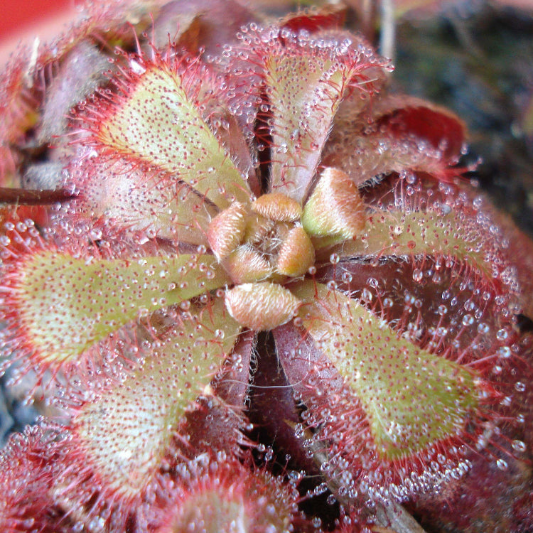 Alice Sundew plant