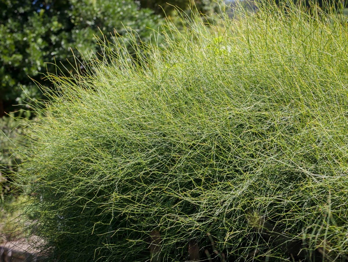 Ephedra Seeds for Planting – Evergreen Drought-Tolerant Garden Shrub