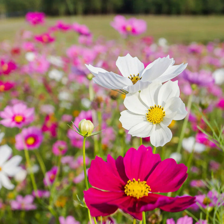 Cosmos flower seeds