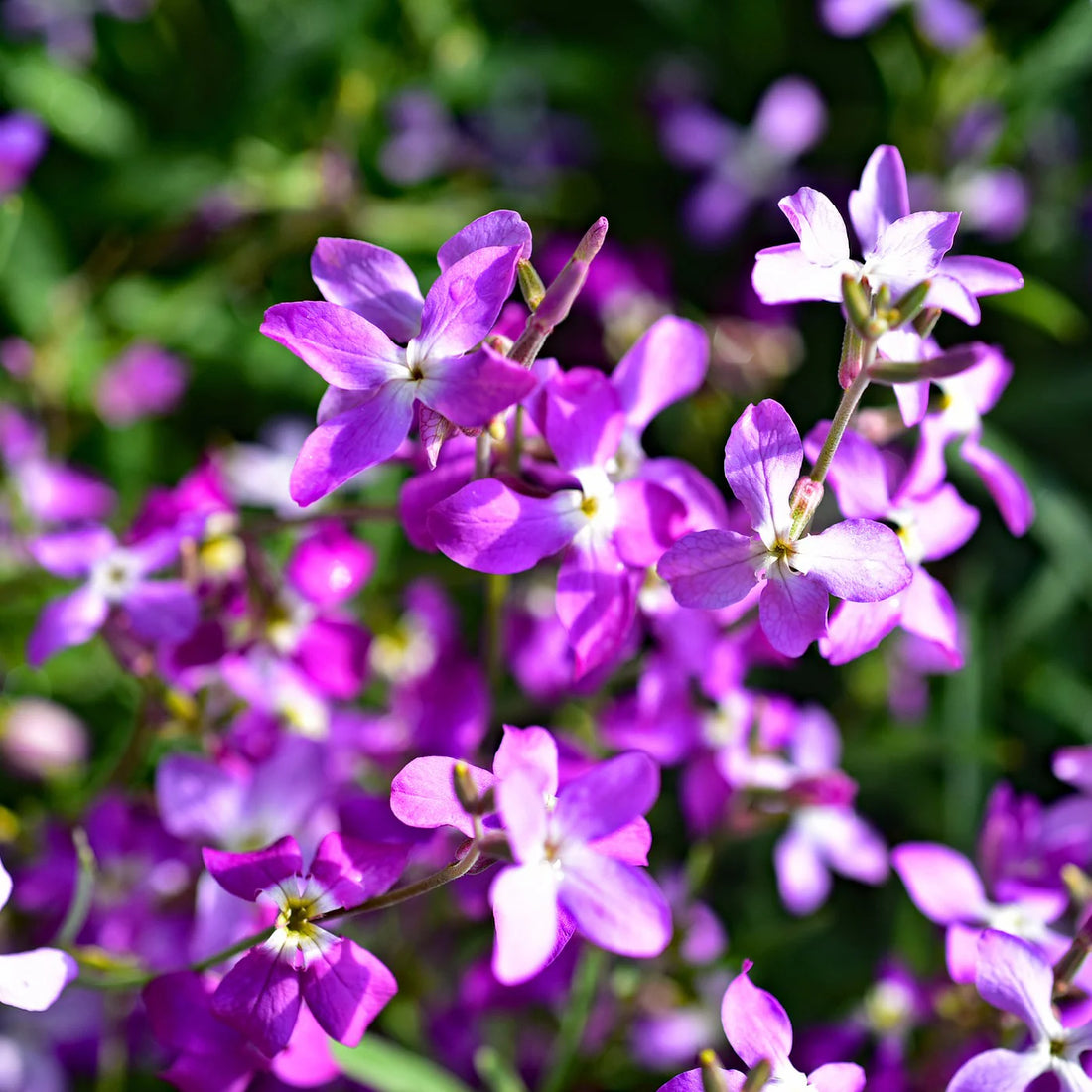 Pink Evening flower seeds