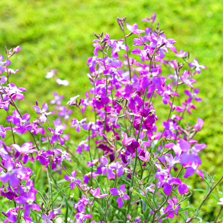 Lavender Evening flower seeds