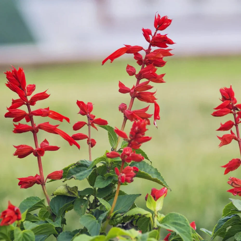 Coccinea Salvia plant