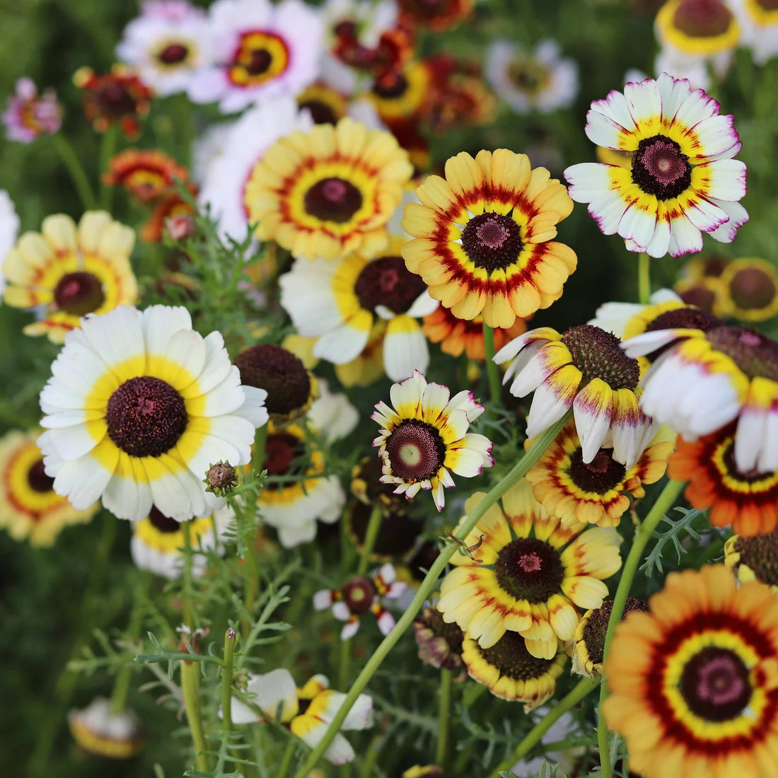 Painted Daisy flower seeds
