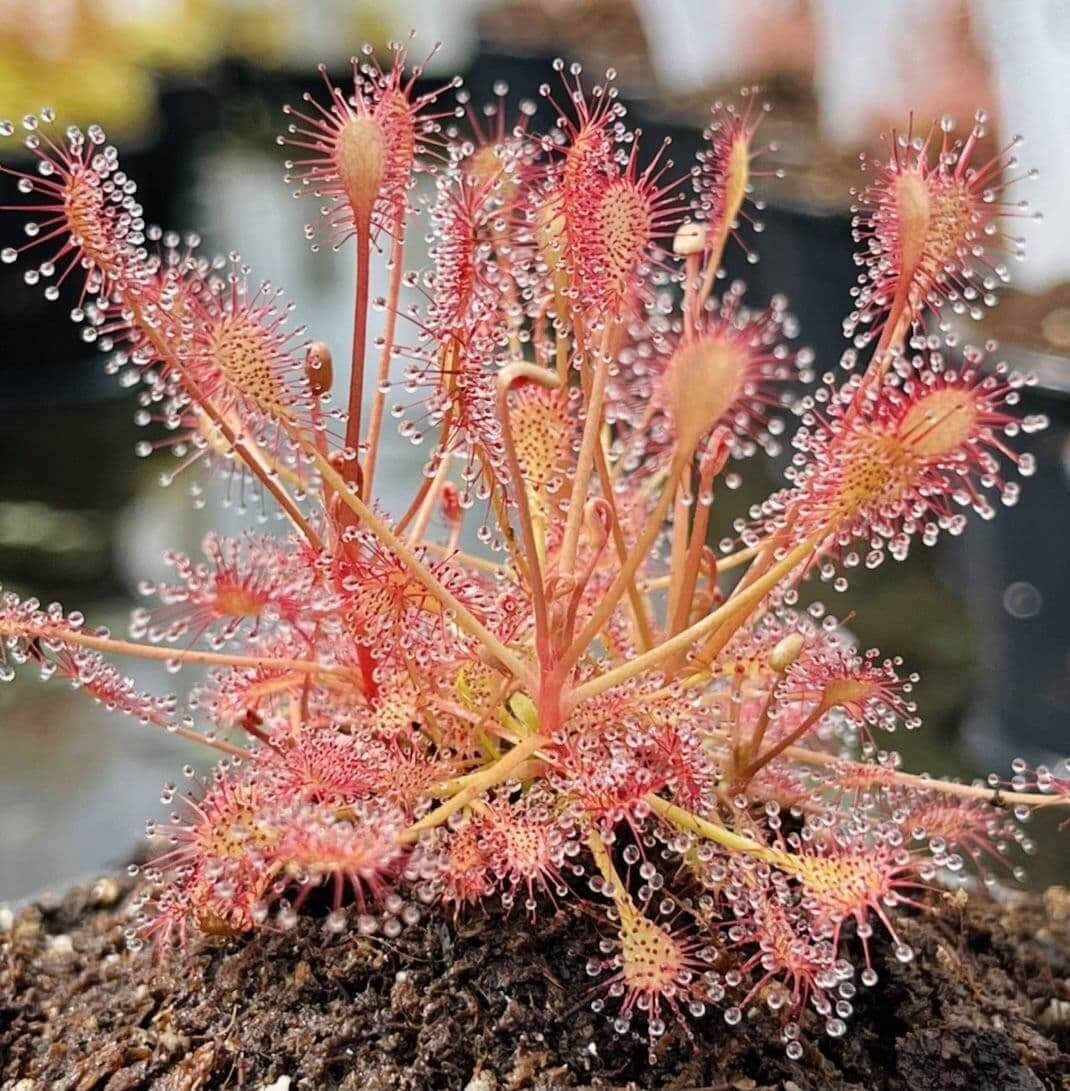 Drosera Carnivorous Sundew plant