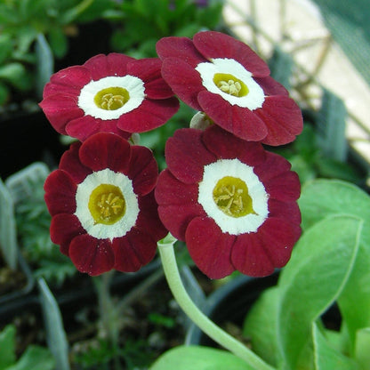 Auricula Primrose plant