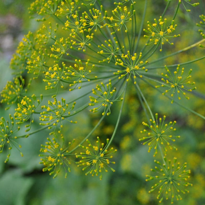 Dukat Dill Herb Seeds for Planting – Heirloom Non-GMO Garden Seeds