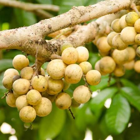Fresh duku fruit seeds beside ripe pale-yellow duku fruits with translucent white flesh and glossy green leaves, showcasing a tropical evergreen fruit tree.