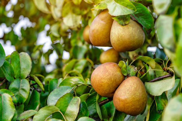 Dusky pear fruit and green foliage on a pear tree, illustrating pear seeds for planting and home orchard gardening.