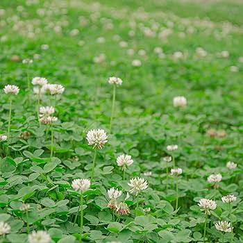 Dutch Clover Flower Seeds for Planting