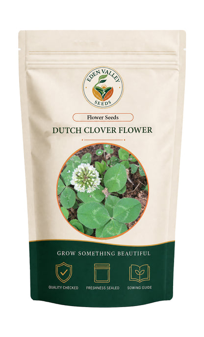 Dutch Clover flowers blooming in a garden