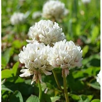 Dutch Clover Flower Seeds for Planting