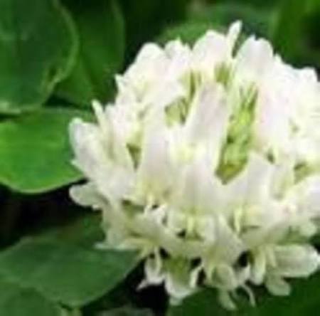 Dutch Clover Flower Seeds for Planting