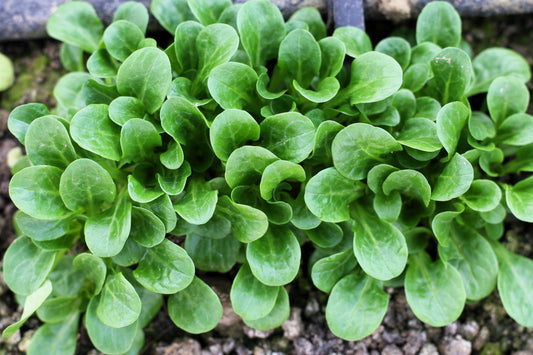 Dutch Corn Salad Vegetable Seeds for Planting – Heirloom Non-GMO Garden Seeds