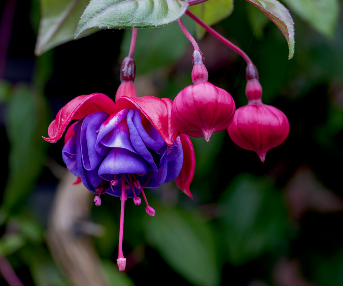 Purple Fuchsia flower seeds