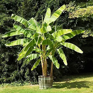dwarf banana seeds