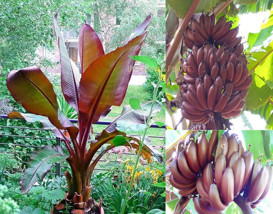 dwarf banana seeds