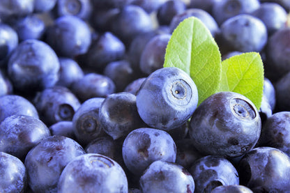 Dwarf Bilberry Fruit Seeds for Planting – Heirloom Non-GMO Garden Seeds