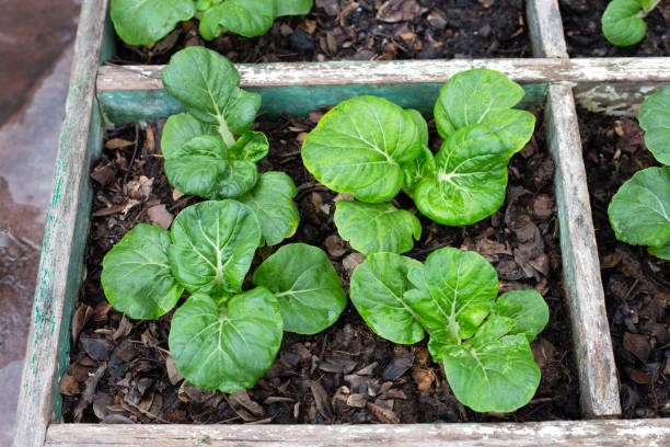 Dwarf Pak Choi plants with crisp green leaves and pale stems growing in a home vegetable garden