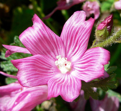 Pink Checkerbloom flower seeds