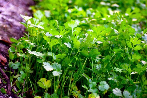 Dwarf Lemon Cilantro Herb Seeds for Planting – Heirloom Non-GMO Garden Seeds