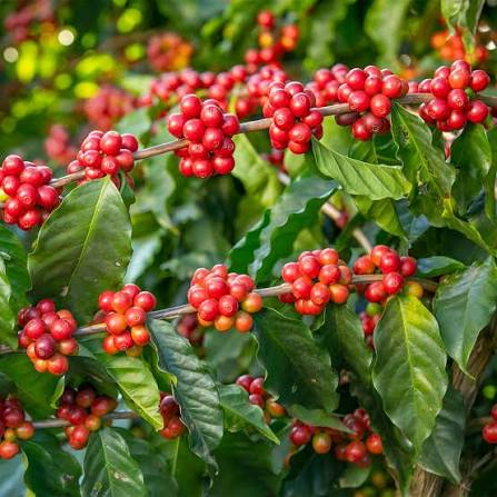 Dwarf Coffee Plant Seeds for Planting featuring a compact Coffea arabica evergreen shrub with glossy green leaves, fragrant white flowers, and ripe red coffee cherries
