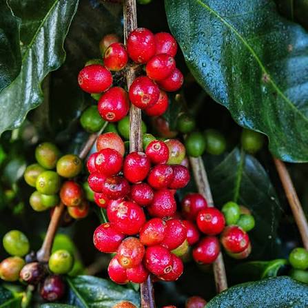 Dwarf Coffee Plant Seeds for Planting featuring a compact Coffea arabica evergreen shrub with glossy green leaves, fragrant white flowers, and ripe red coffee cherries