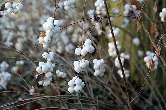dwarf snowberry seeds
