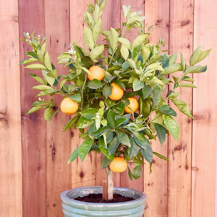 dwarf fruit tree seeds