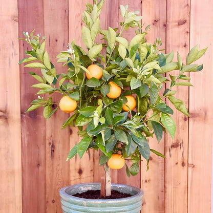 dwarf fruit tree seeds