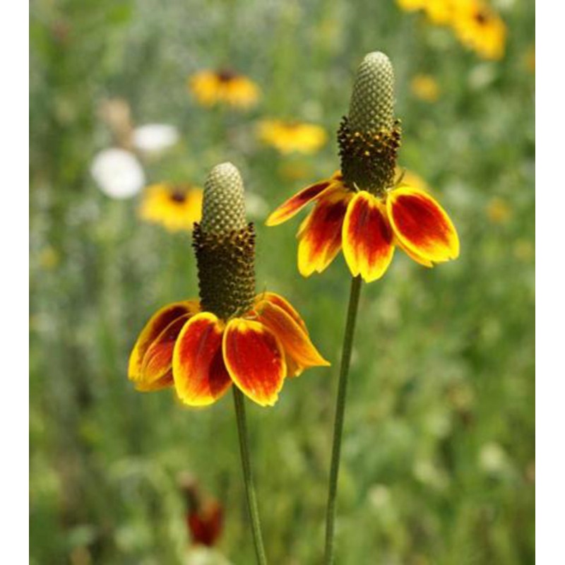Mexican Hat flower seeds