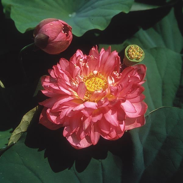 Momo Botan lotus with double pink flowers and rounded green leaves growing in a water garden