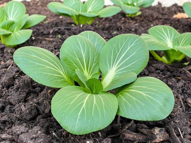 Dwarf Pak Choi plants with crisp green leaves and pale stems growing in a home vegetable garden