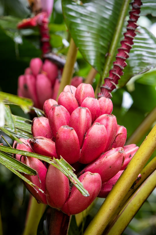 pink banana seeds