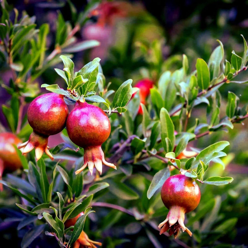 Dwarf Pomegranate Tree Seeds for Planting – Heirloom Non-GMO Garden Seeds