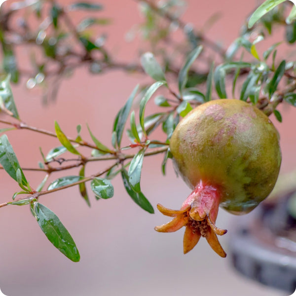 dwarf pomegranate seeds