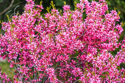 Dwarf Russian flower seeds