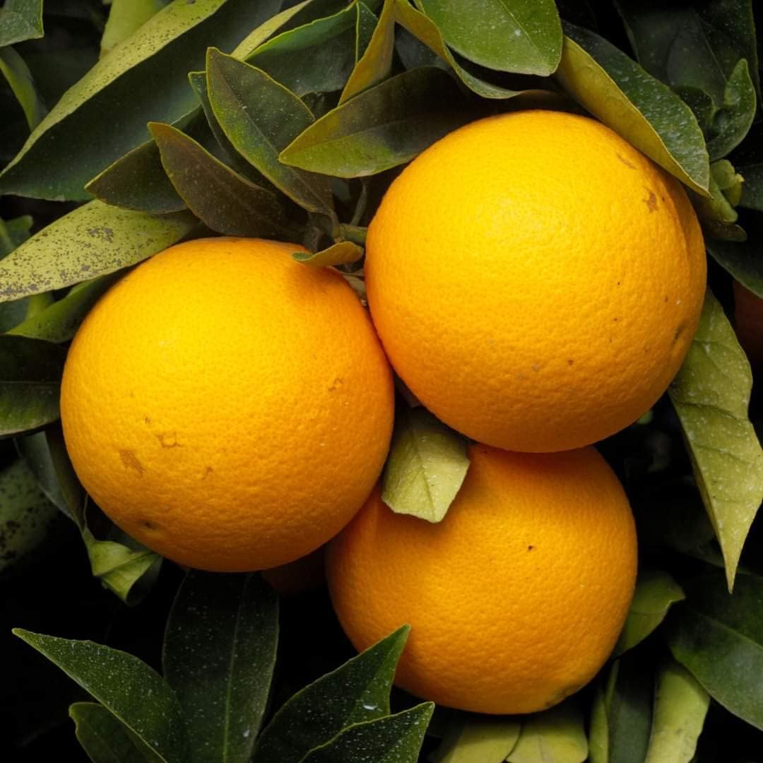 dwarf orange tree seeds
