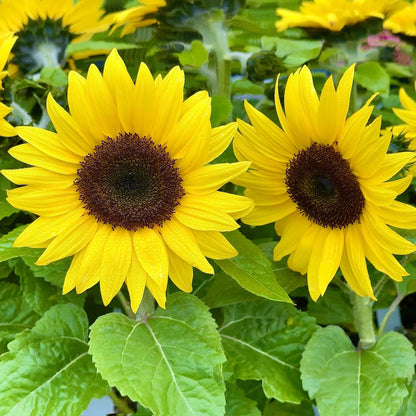 Sunflower flower seeds