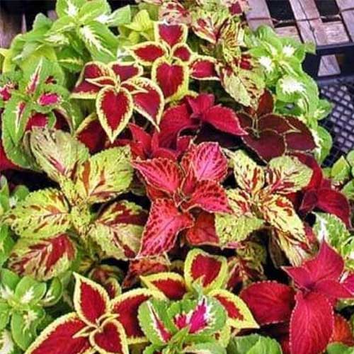Brown Coleus flower seeds