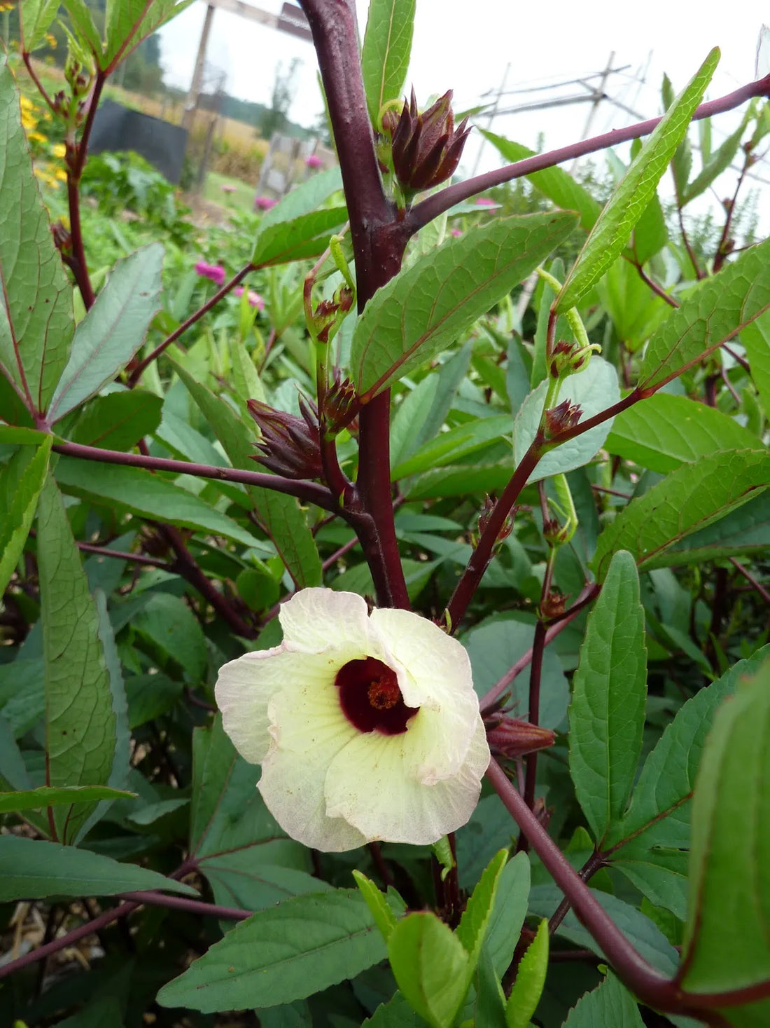 Roselle Hibiscus flower seeds