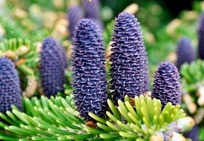 Purple Abies Flower Seeds for Planting – Heirloom Non-GMO Garden Seeds