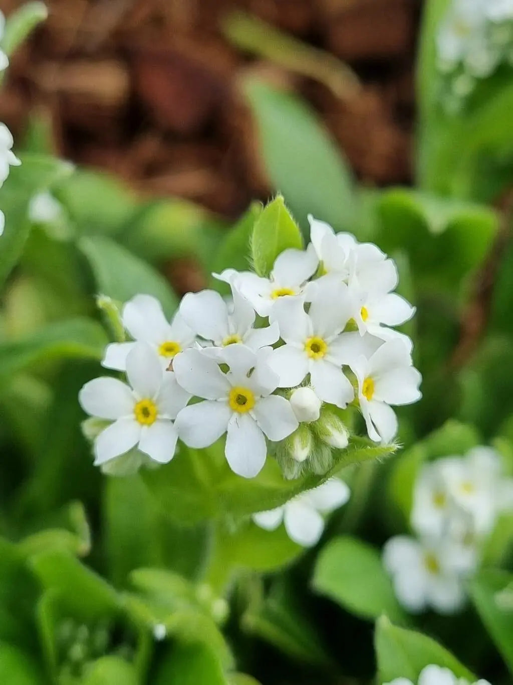 Myosotis Alpestris flower seeds
