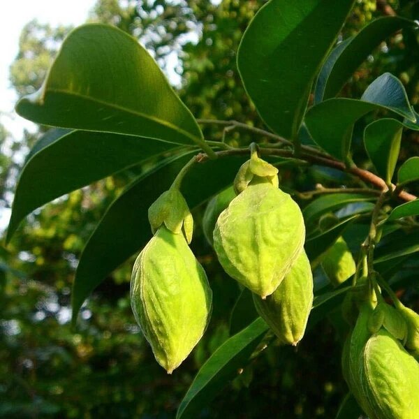 Agarwood Plant Seeds for Planting – Aquilaria Tree Seeds